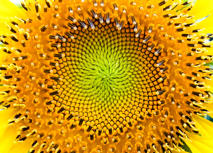 Patterns In Nature Where To Spot Spirals Science World